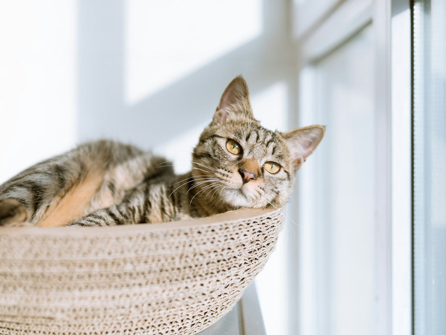 Pour les chats