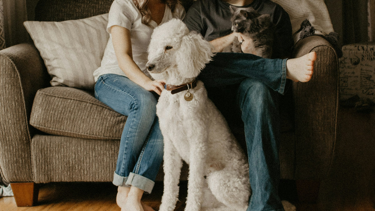 Une famille assise dans son canapé avec ses deux chiens